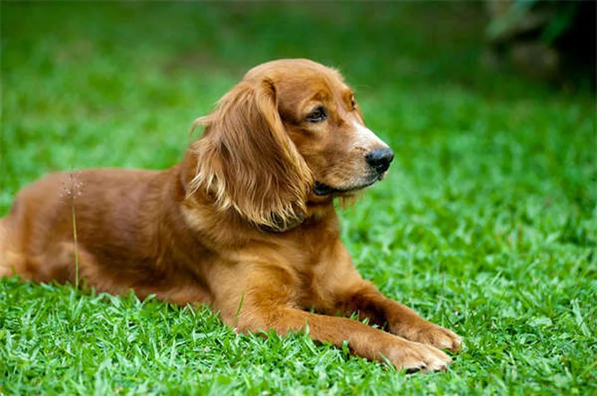 犬の鼻水が止まらない？年齢別の原因と自宅でできる対処法5選