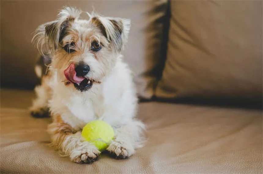 犬の鼻水が止まらない？年齢別の原因と自宅でできる対処法5選