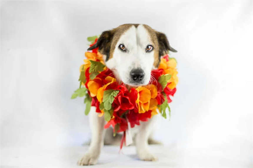 馬の骨折治療と予防法｜早期発見のコツから最新治療まで